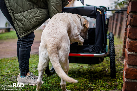 Veolo-Hundeanhänger-Test Nimms-Rad-59
