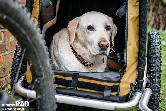 Veolo-Hundeanhänger-Test Nimms-Rad-72