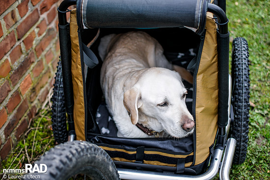 Veolo-Hundeanhänger-Test Nimms-Rad-74