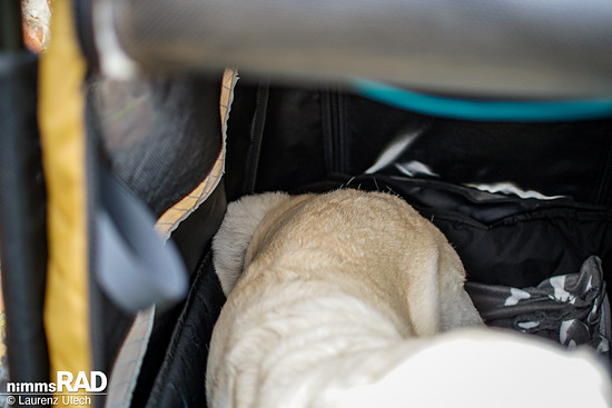 Veolo-Hundeanhänger-Test Nimms-Rad-75