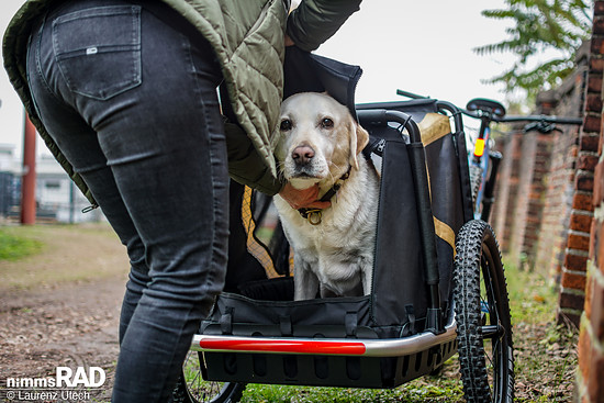 Veolo-Hundeanhänger-Test Nimms-Rad-89